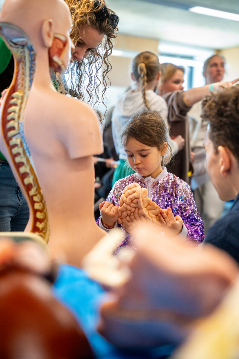 A child is stood in front of a human anatomy doll, holding one of the pieces.